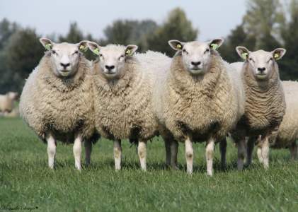 noordhollander schapen